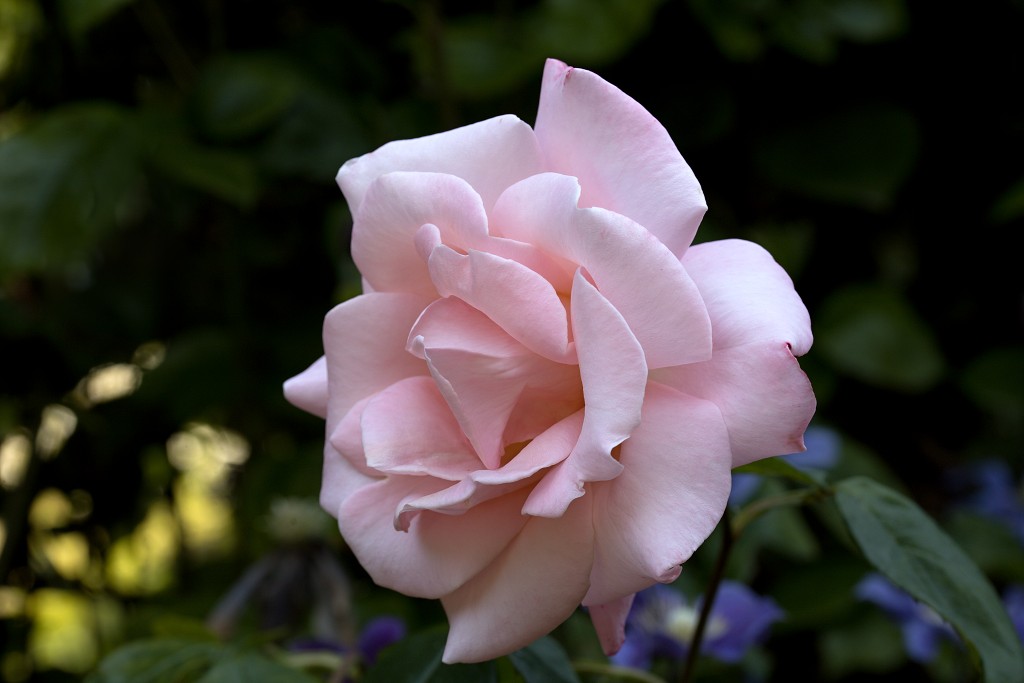rozen roos rosa hdr natuur bloem bloemen cultivars cultivar rosaceae tuin rozentuin valentijn liefde